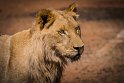 002 Zuid-Afrika, Ukutula Game Reserve, leeuw